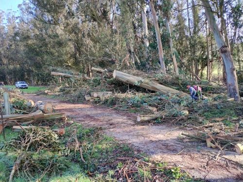 Cleared forest path with fallen trees and brush; two workers in the distance