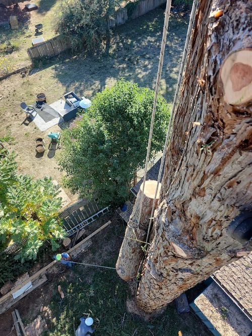Worker perched on a tall tree trunk, seen from above, with ropes and ground tools below.