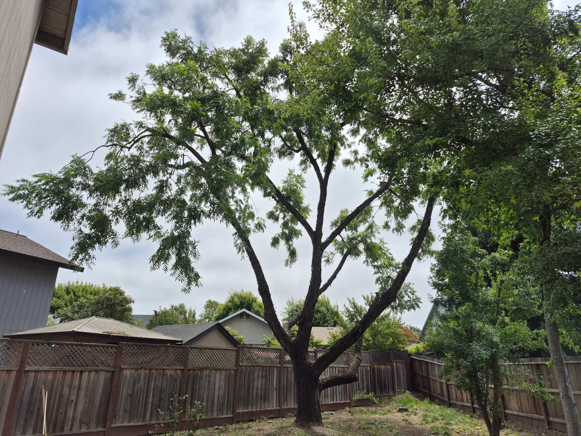 Tall leafy tree in a fenced backyard under a cloudy sky