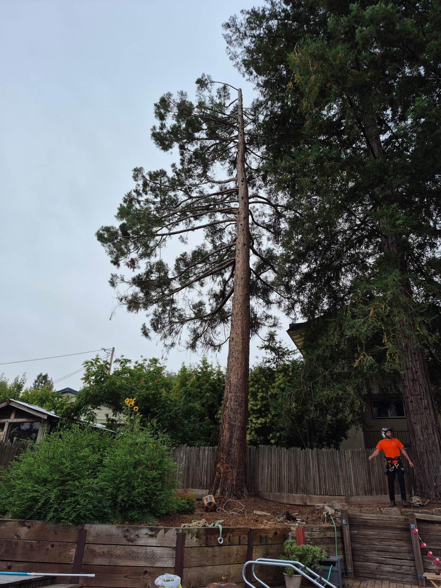 Tall dead tree trunk in a yard, with a person in an orange shirt standing nearby.