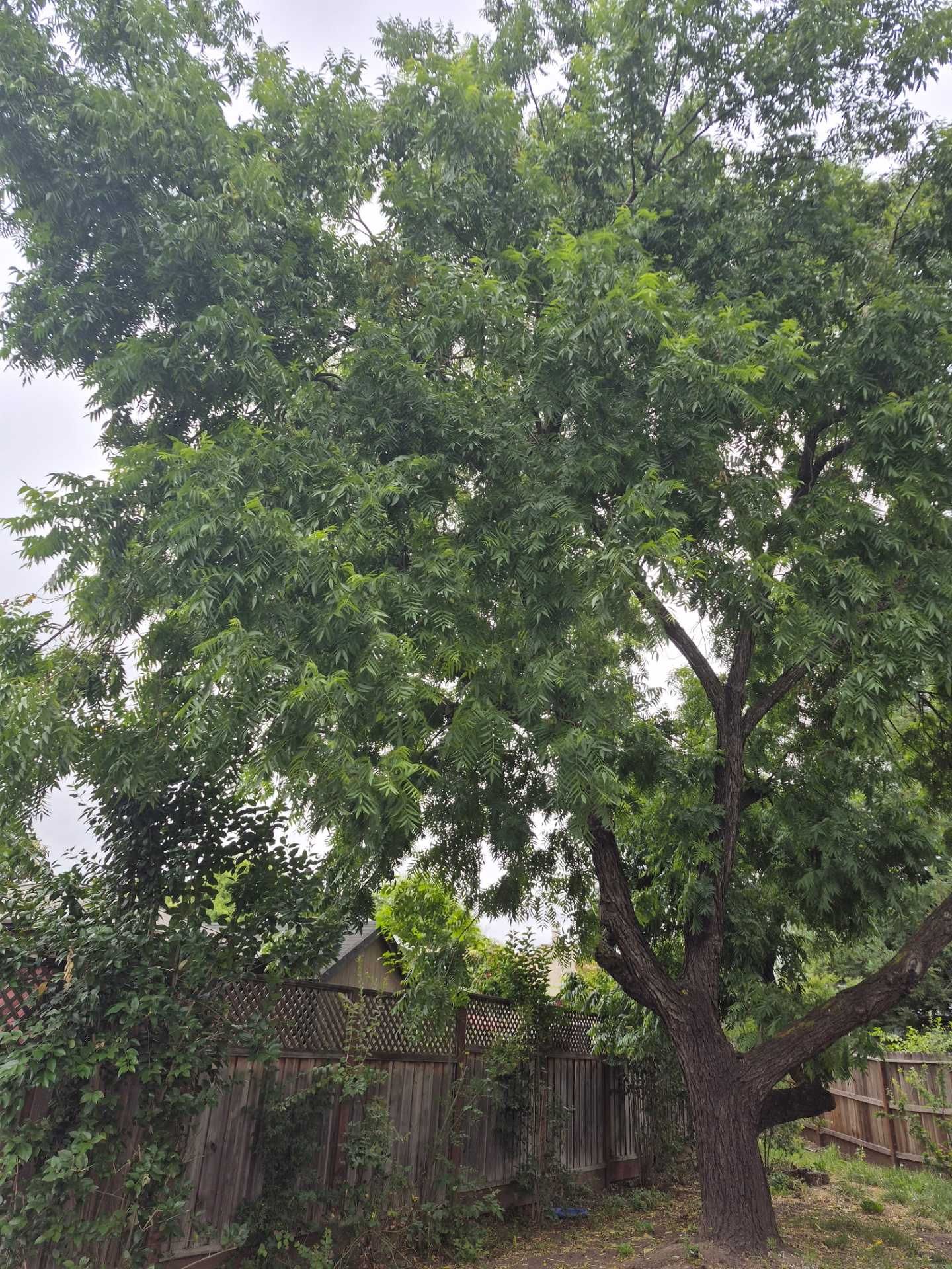Large leafy tree in a yard beside a fence, with a smaller tree and cloudy sky.