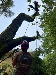 Two climbers in a tree canopy, one ascending a rope above, with harnesses and helmets in a forest.