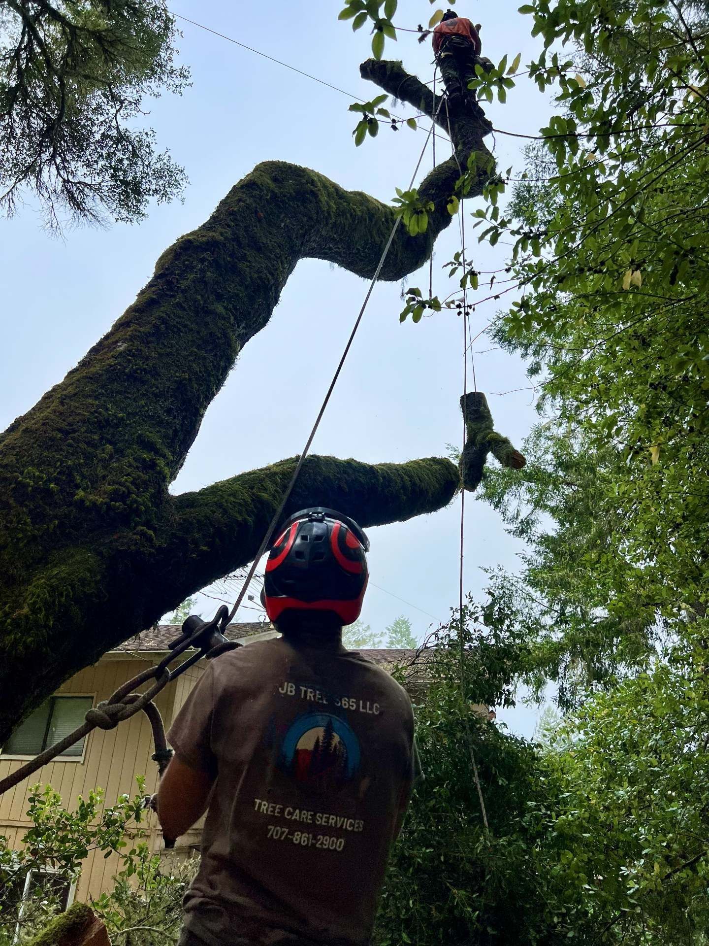 Two climbers ascend a mossy tree using ropes in a dense green forest.