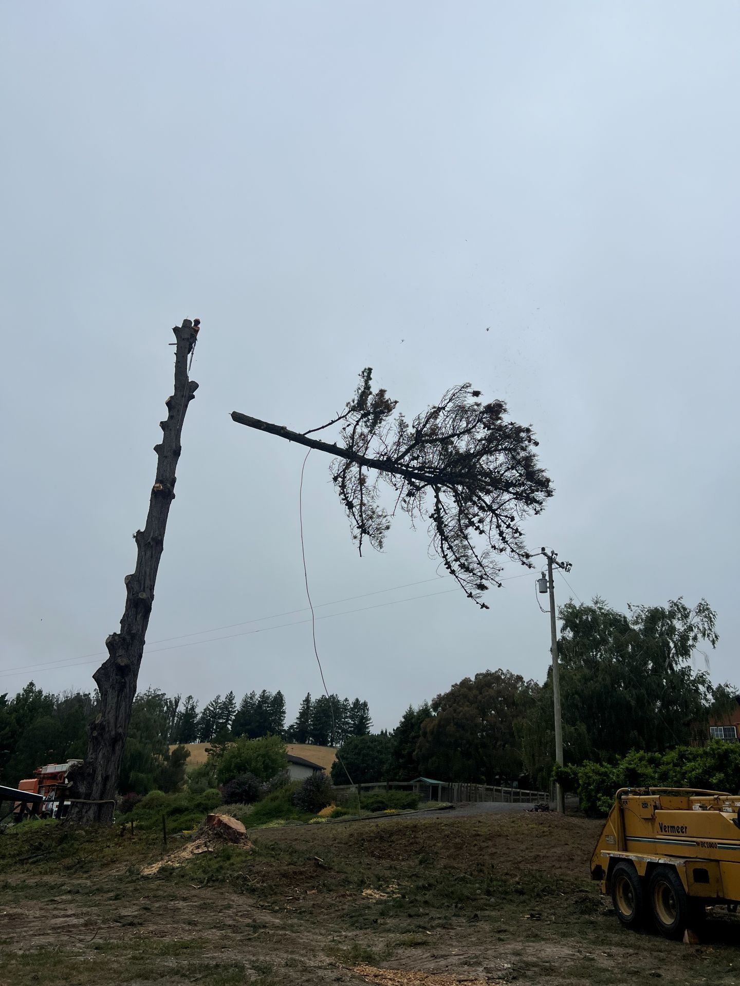 Tree being cut down with a crane in a cleared outdoor worksite, yellow truck nearby