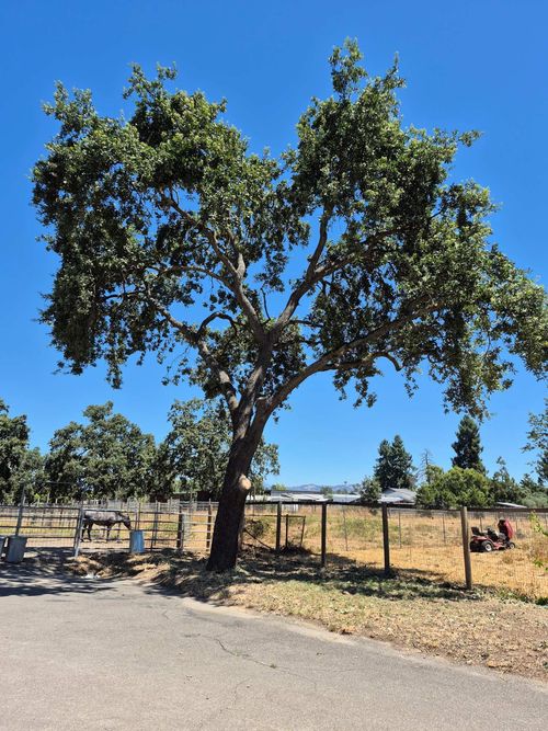 Large leafy tree beside a fence on a sunny rural roadside under a clear blue sky