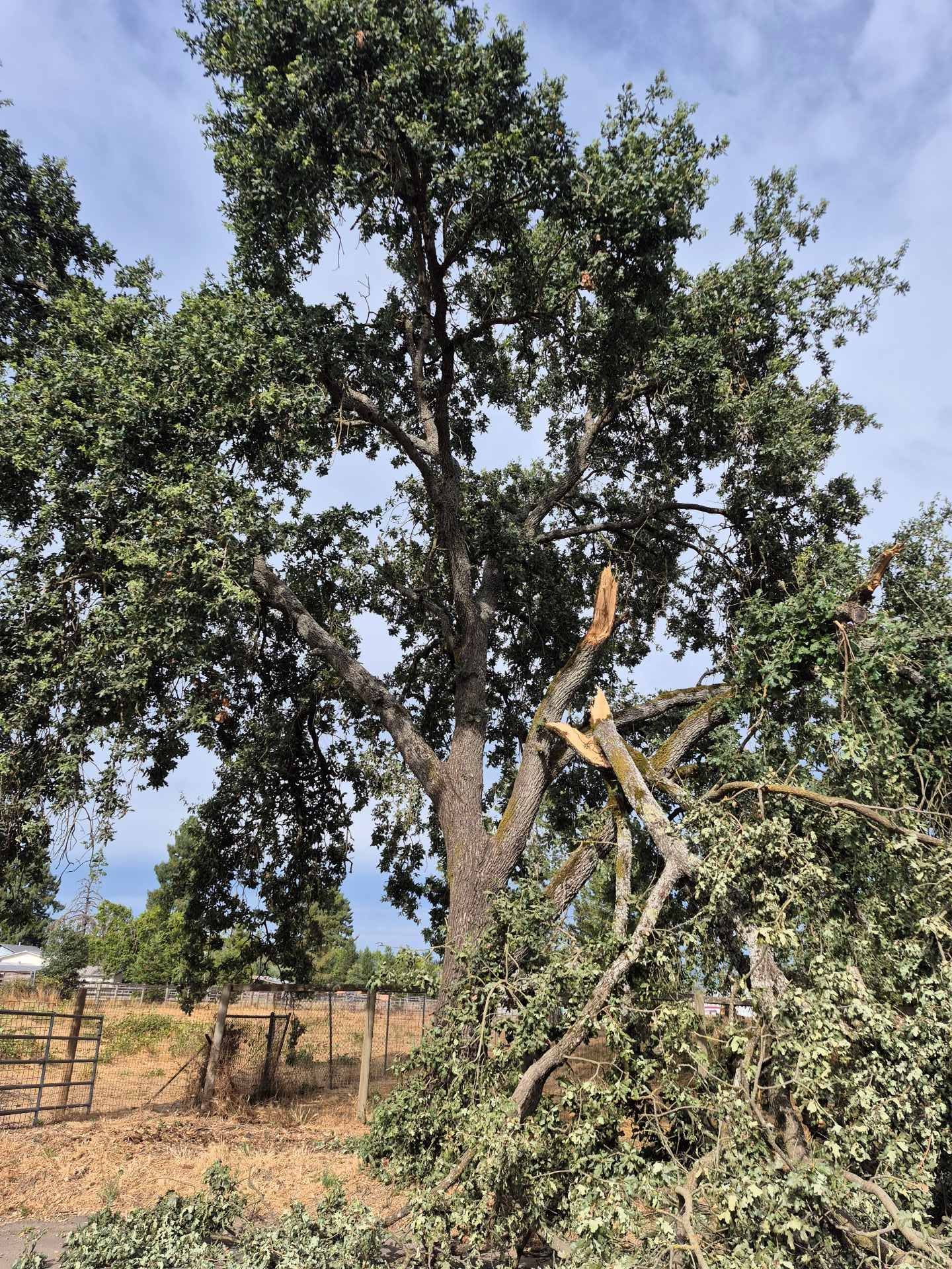 Sparse tree in a dry field, with one branch cut and leaning against the trunk under a blue sky.