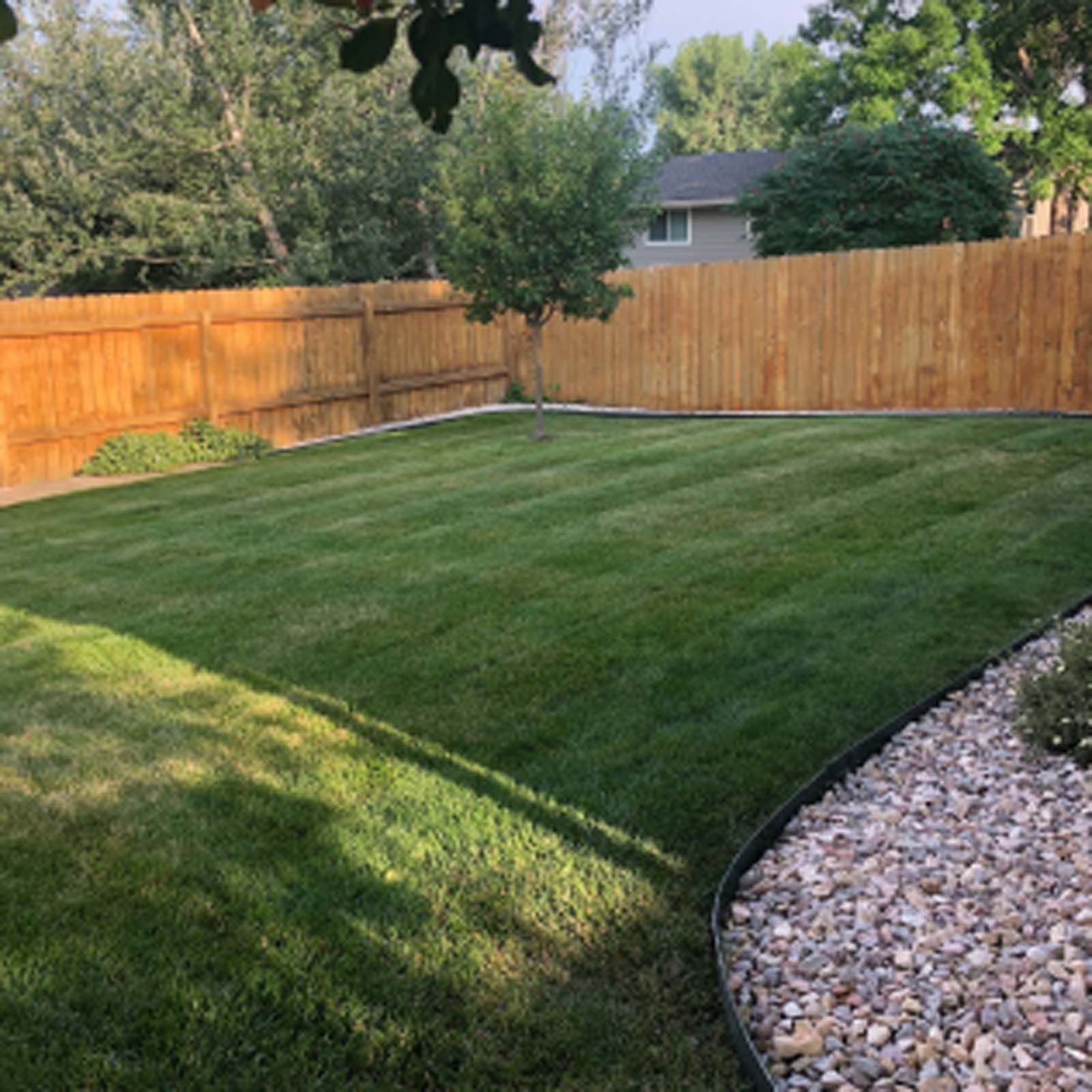 A well-manicured green lawn enclosed by a wooden fence, with a small tree in the center and a rock border in the foreground.