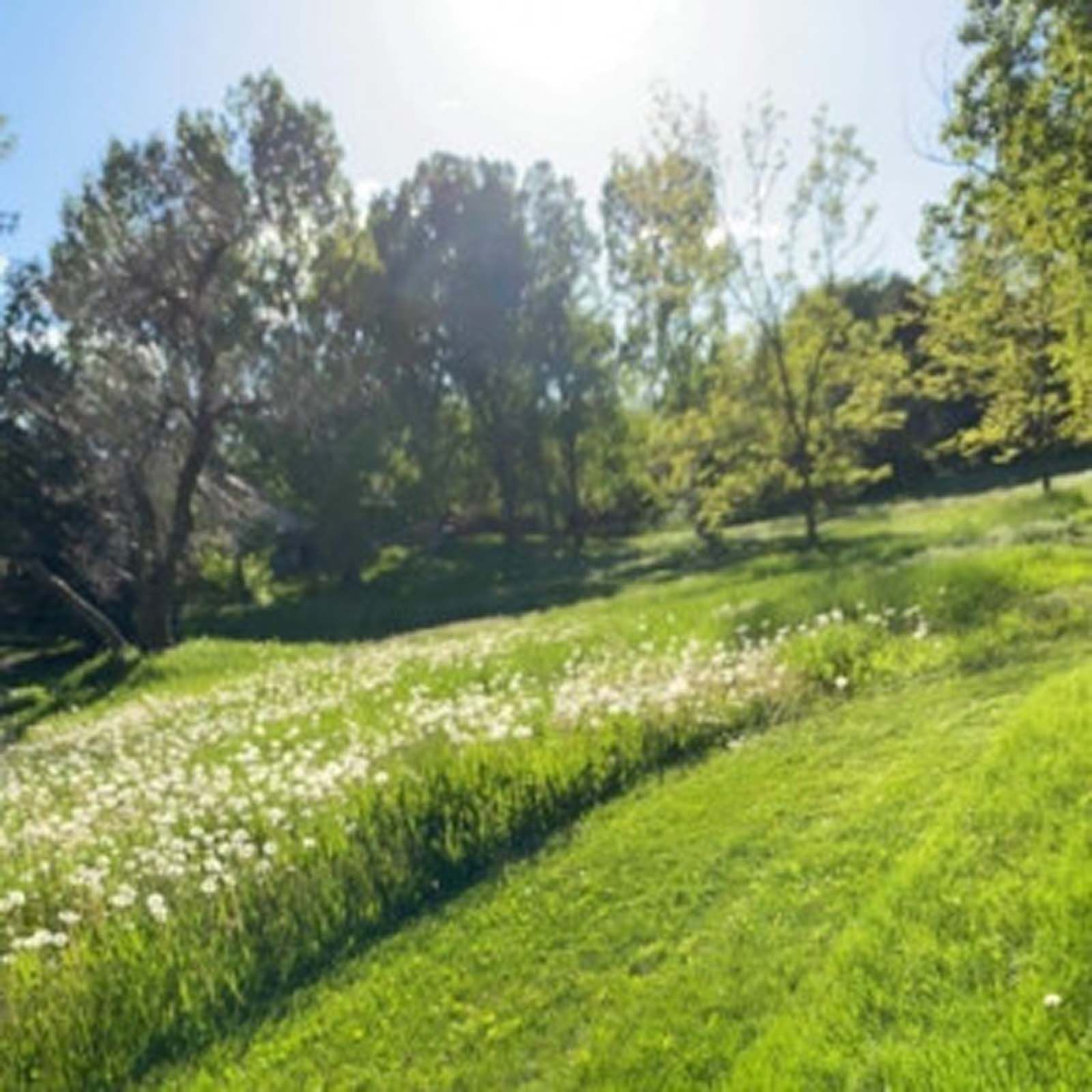 A sunny, grassy hillside covered in patches of white dandelion seed heads, with trees lining the background.