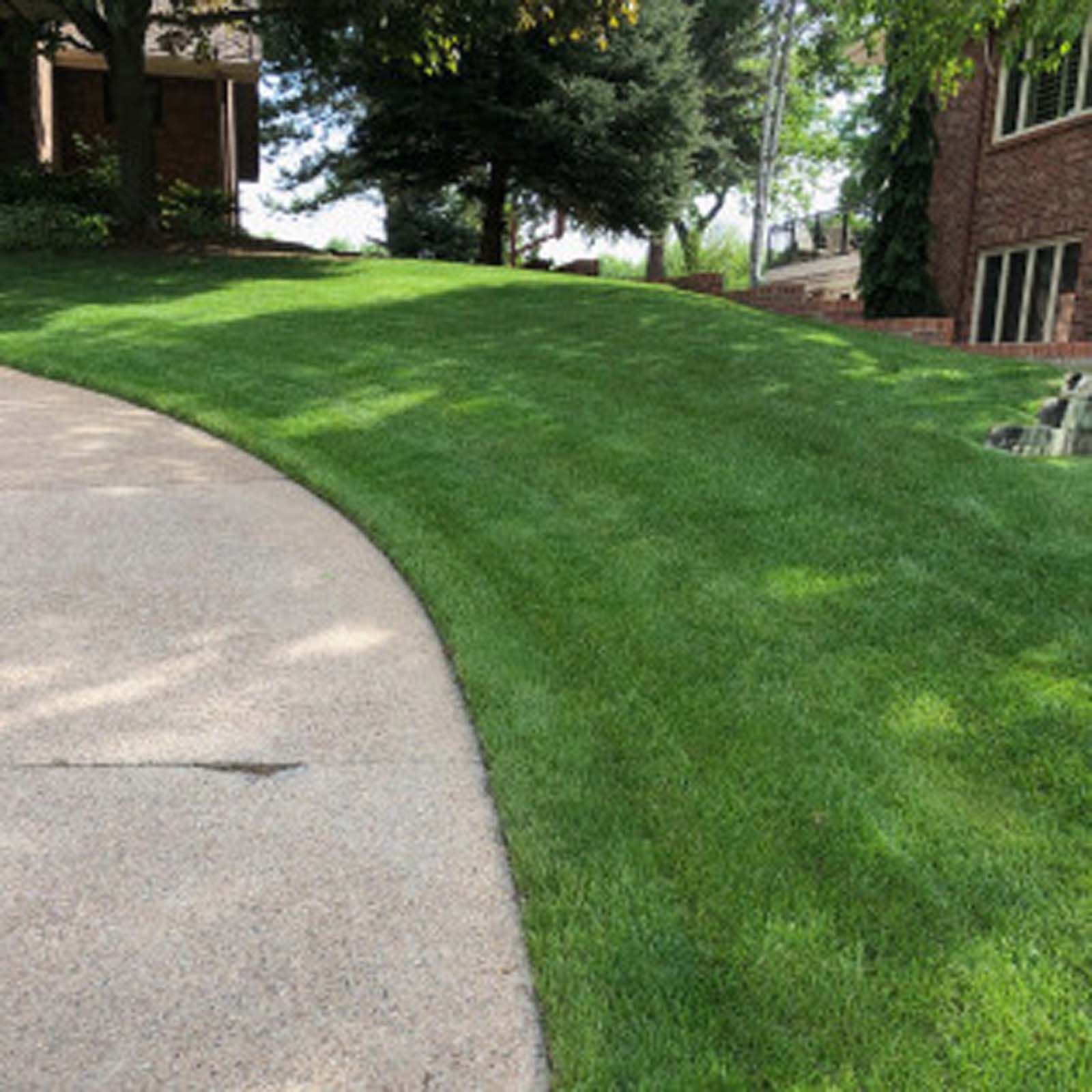 A curving concrete driveway edge transitions into a well-manicured green lawn beside a brick house and evergreen trees.