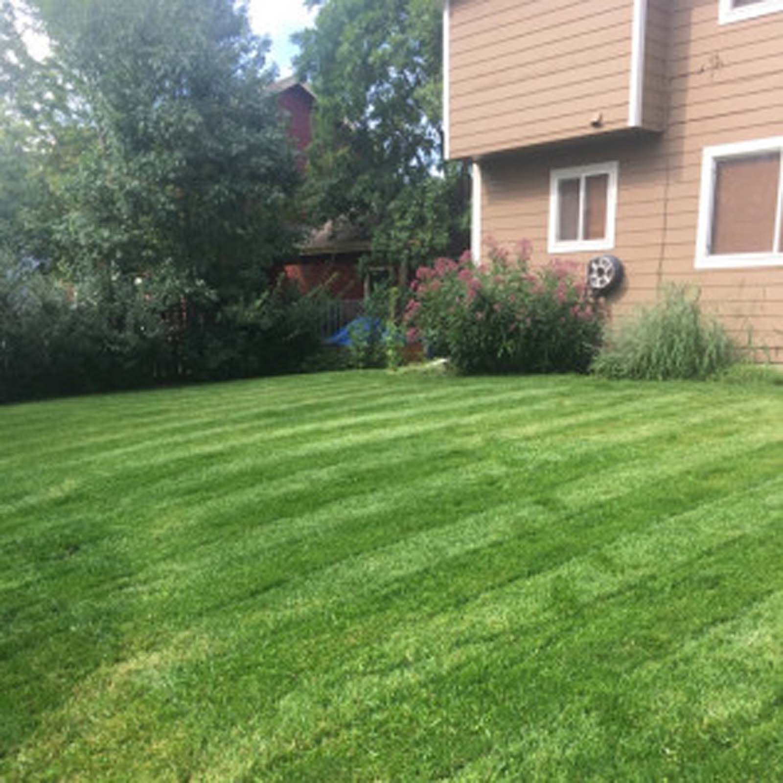 A freshly mowed green lawn with distinct stripes, adjacent to a tan house with a large bush and trees in the background.