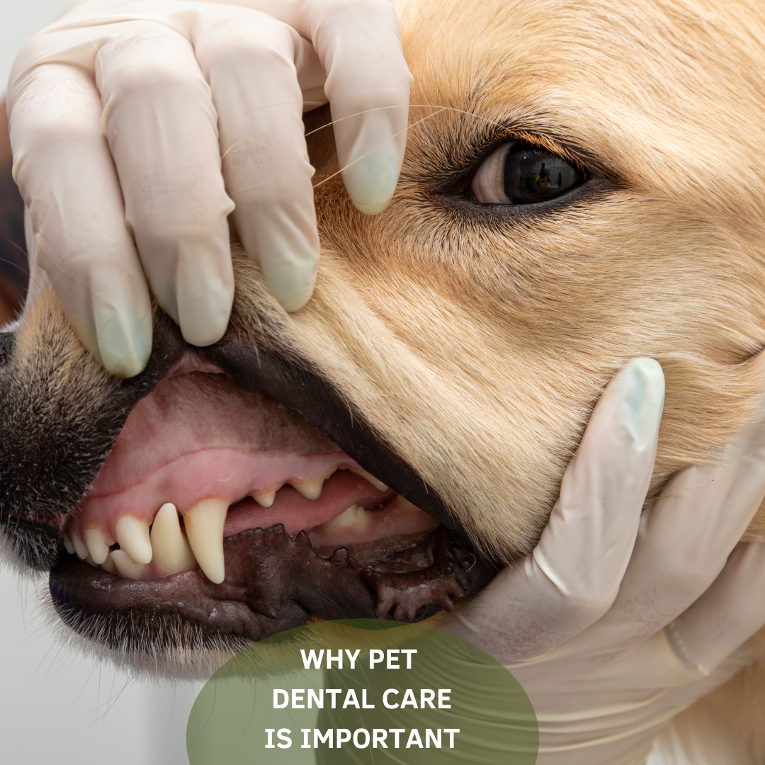 Checking dog's teeth