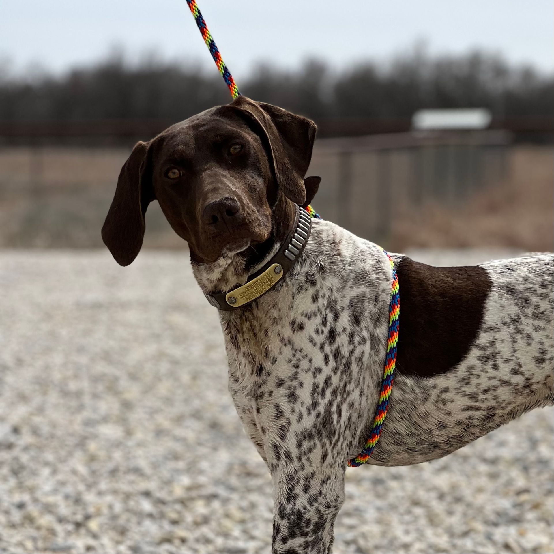 A brown and white dog on a leash with a collar that says ' duke ' on it
