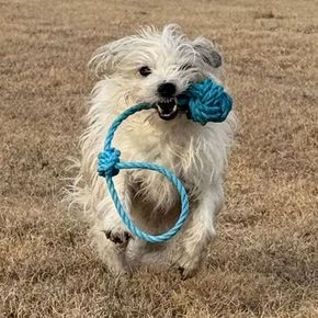 A small fluffy white dog runs through a field of grass. It proudly carries a blue rope dog toy.