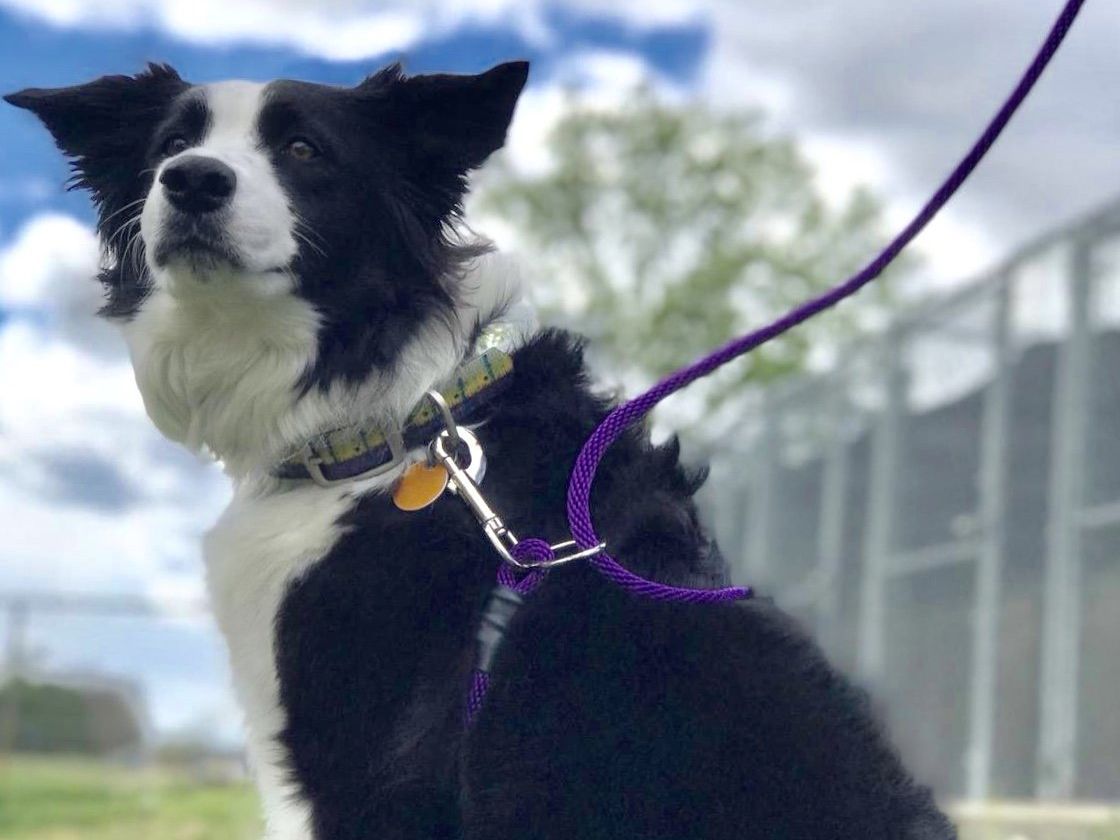 A large dog wears a purple Walkie leash