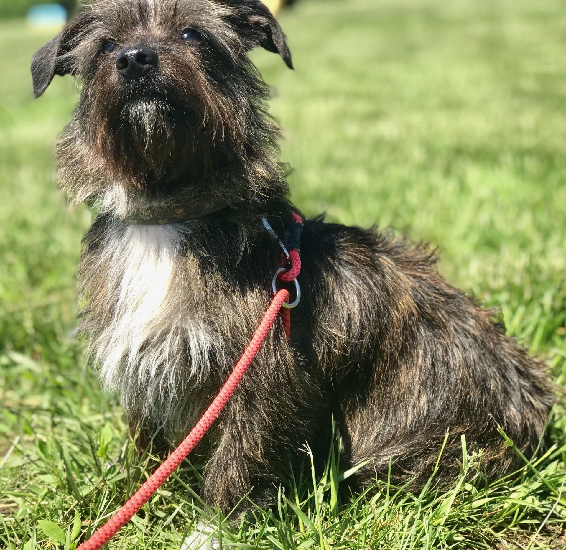 A small dog wearing a pink Walkie leash
