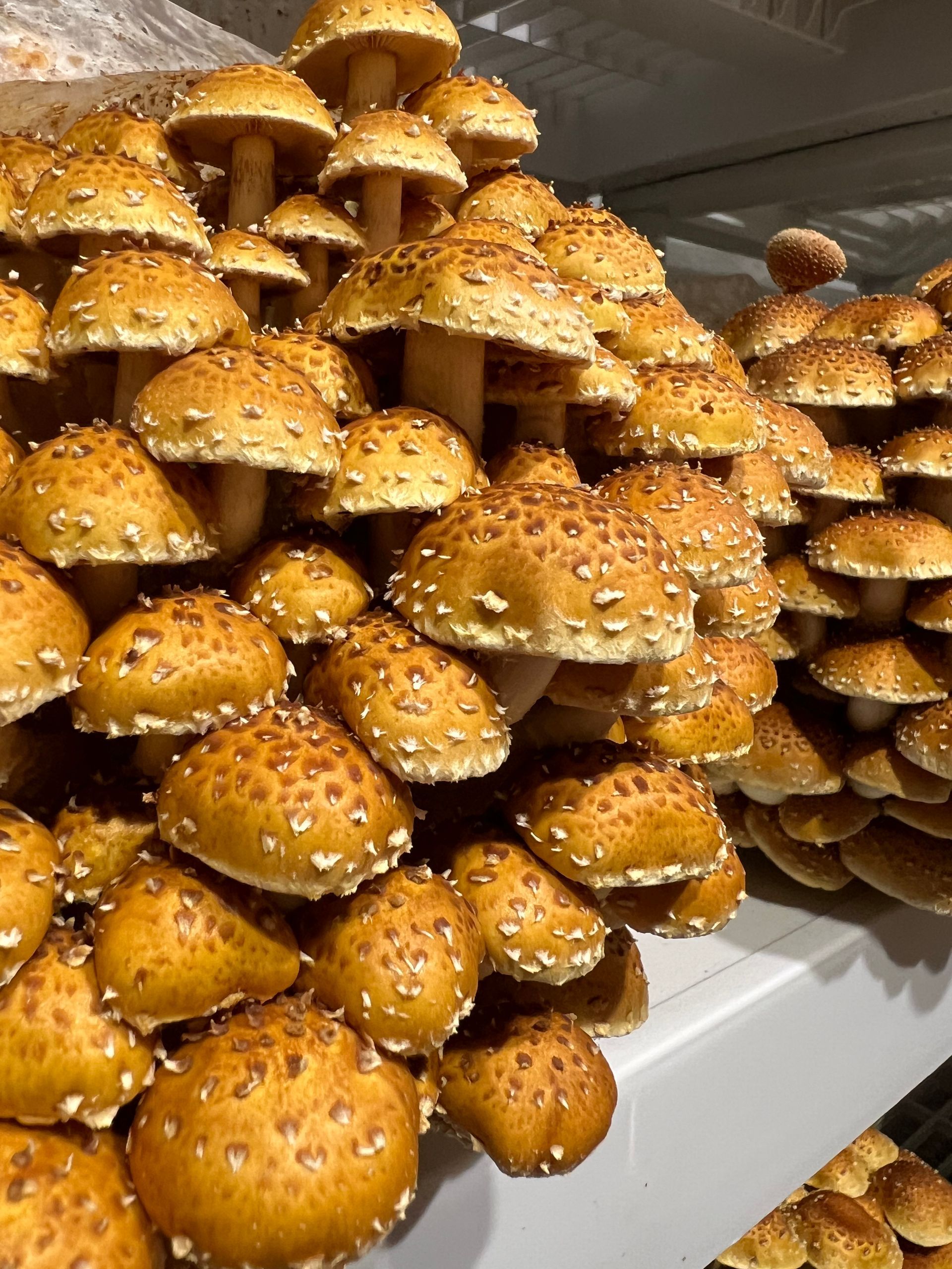 Stacked golden-brown mushrooms with white speckles on a display shelf