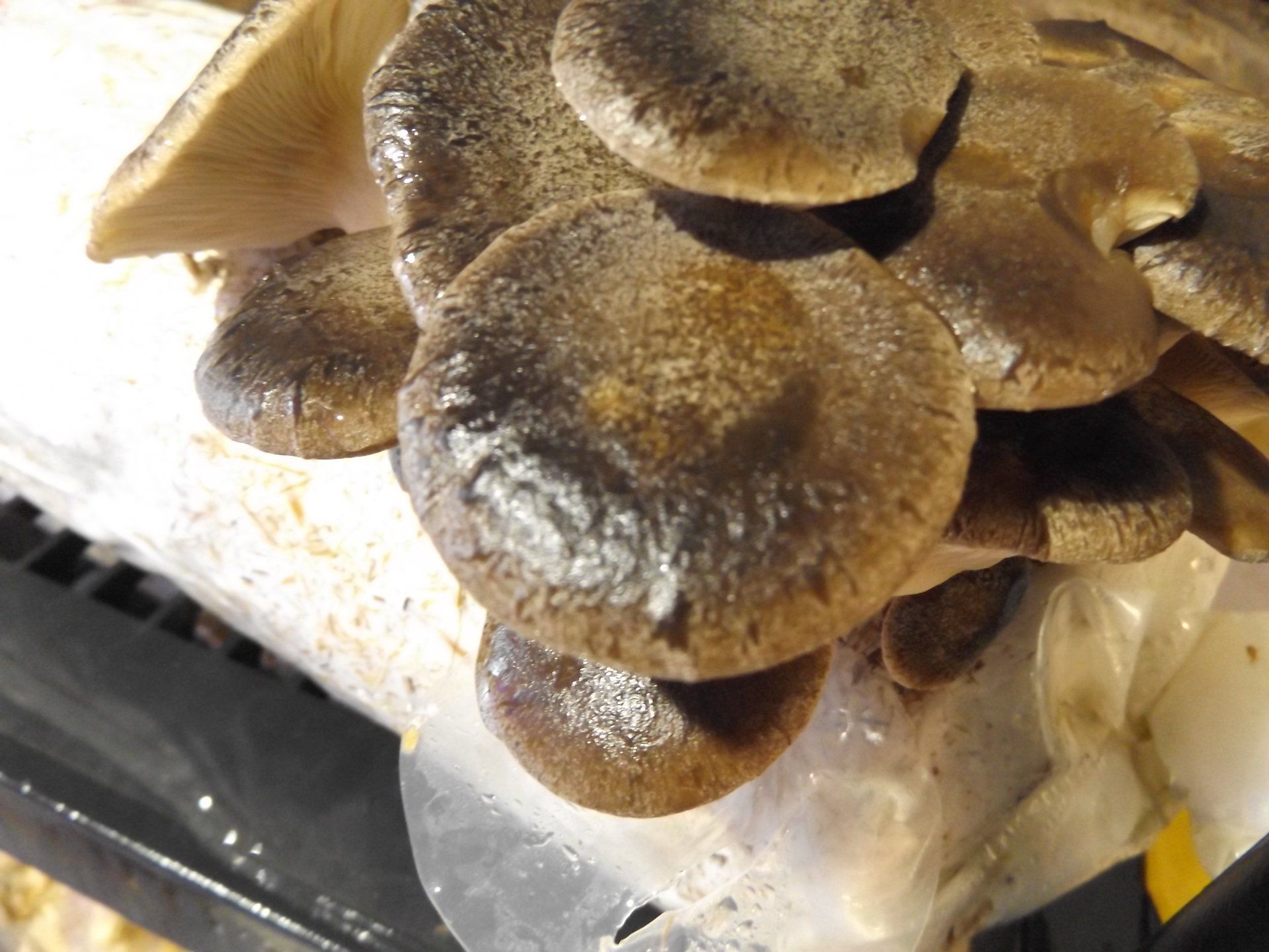 Cluster of brown mushrooms growing from a white substrate in a close-up view