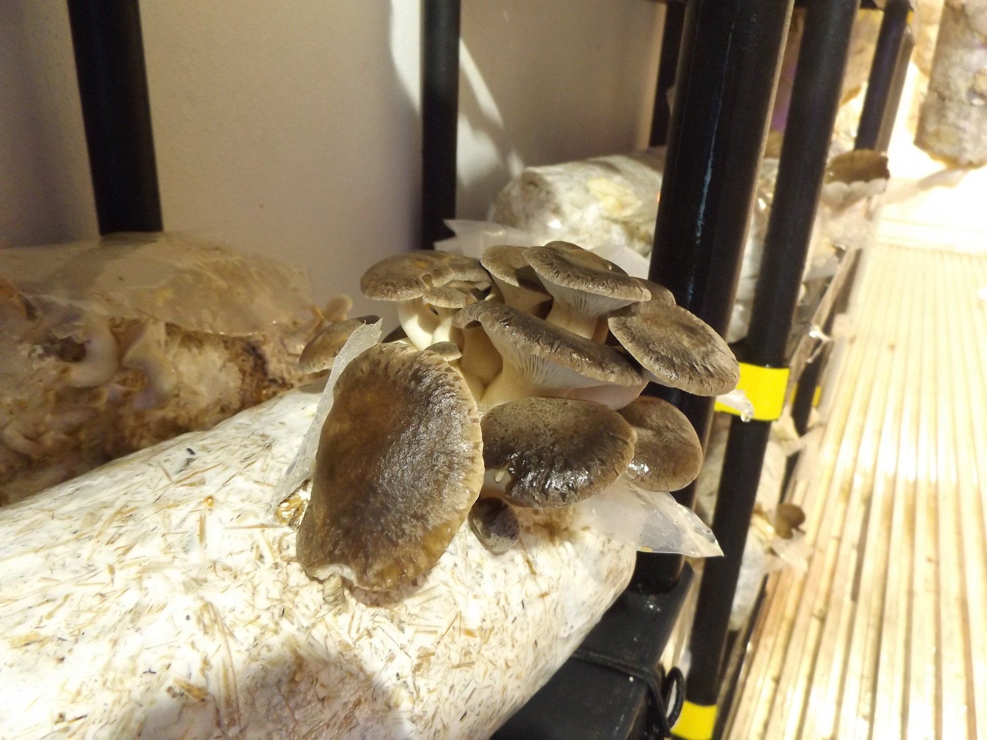 Brown mushrooms growing on stacked logs in a dark indoor cultivation room