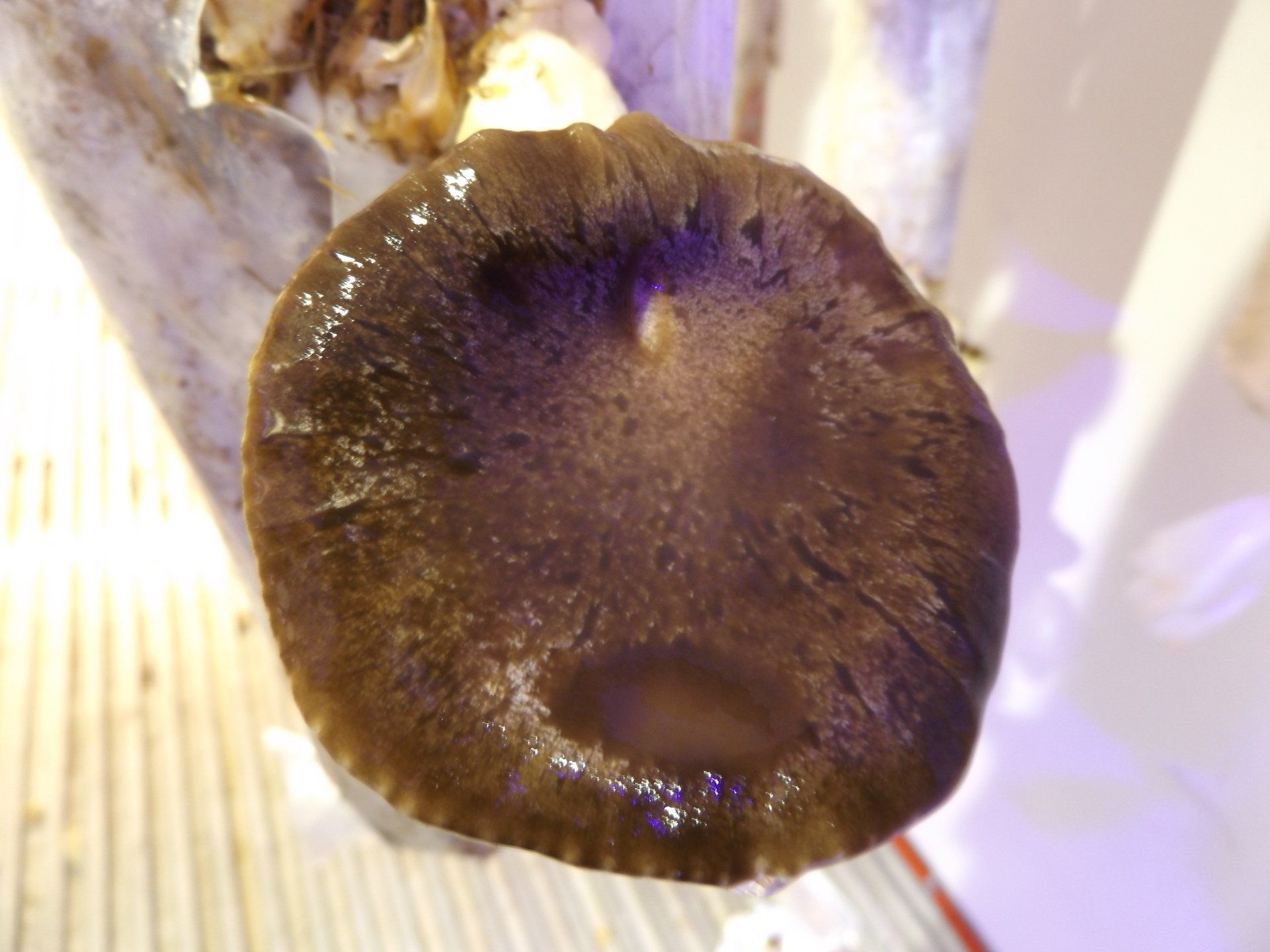 Close-up of a brown mushroom cap with a glossy surface in soft light
