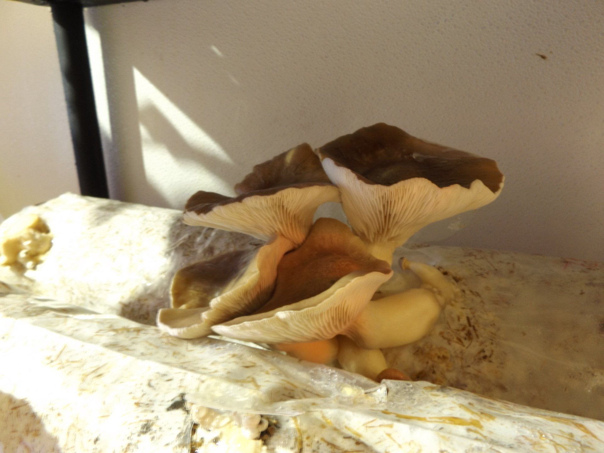 Cluster of tan mushrooms growing on a log in sunlight