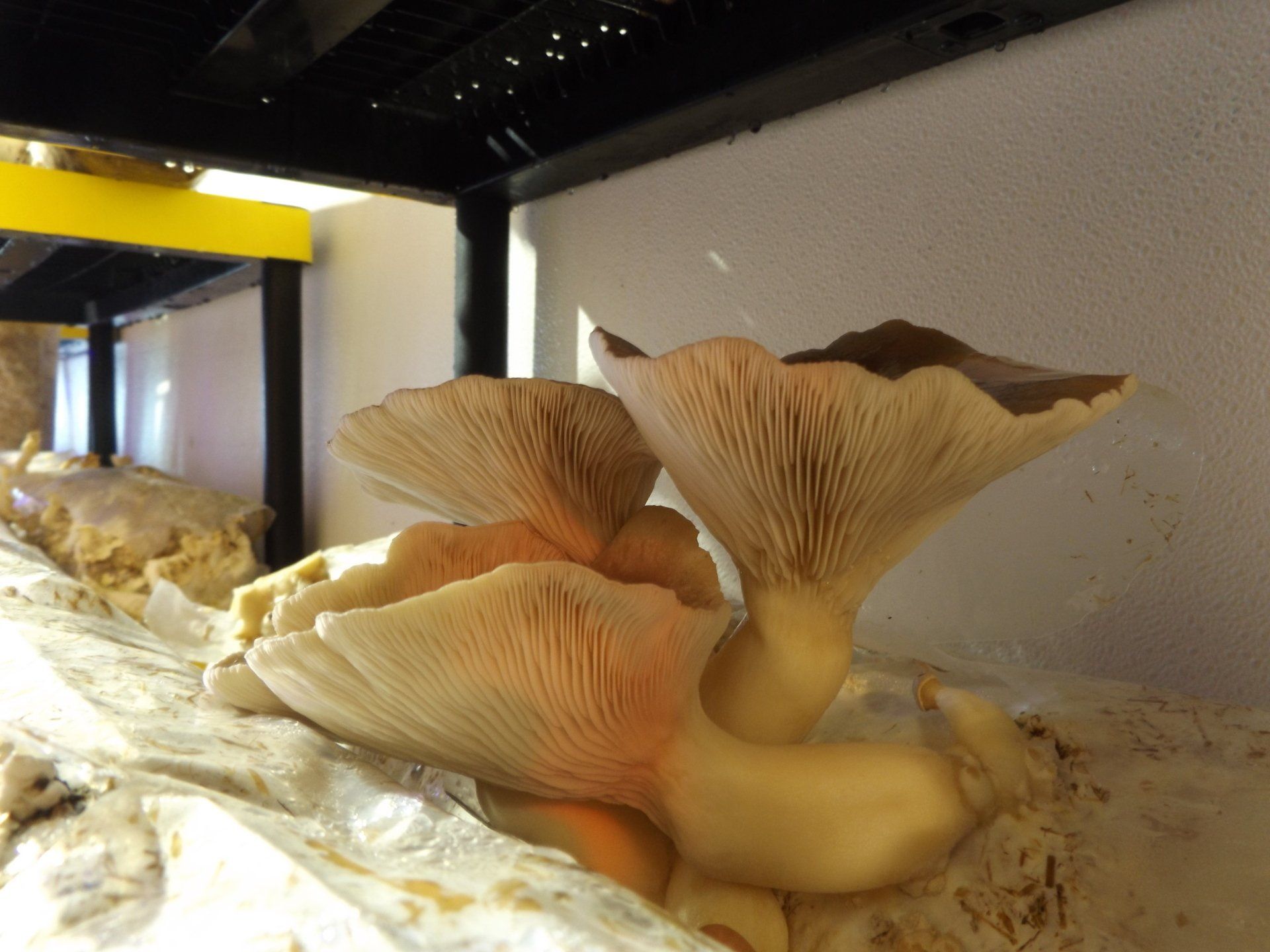 Cluster of pale oyster mushrooms growing on a shelf in a dim indoor room