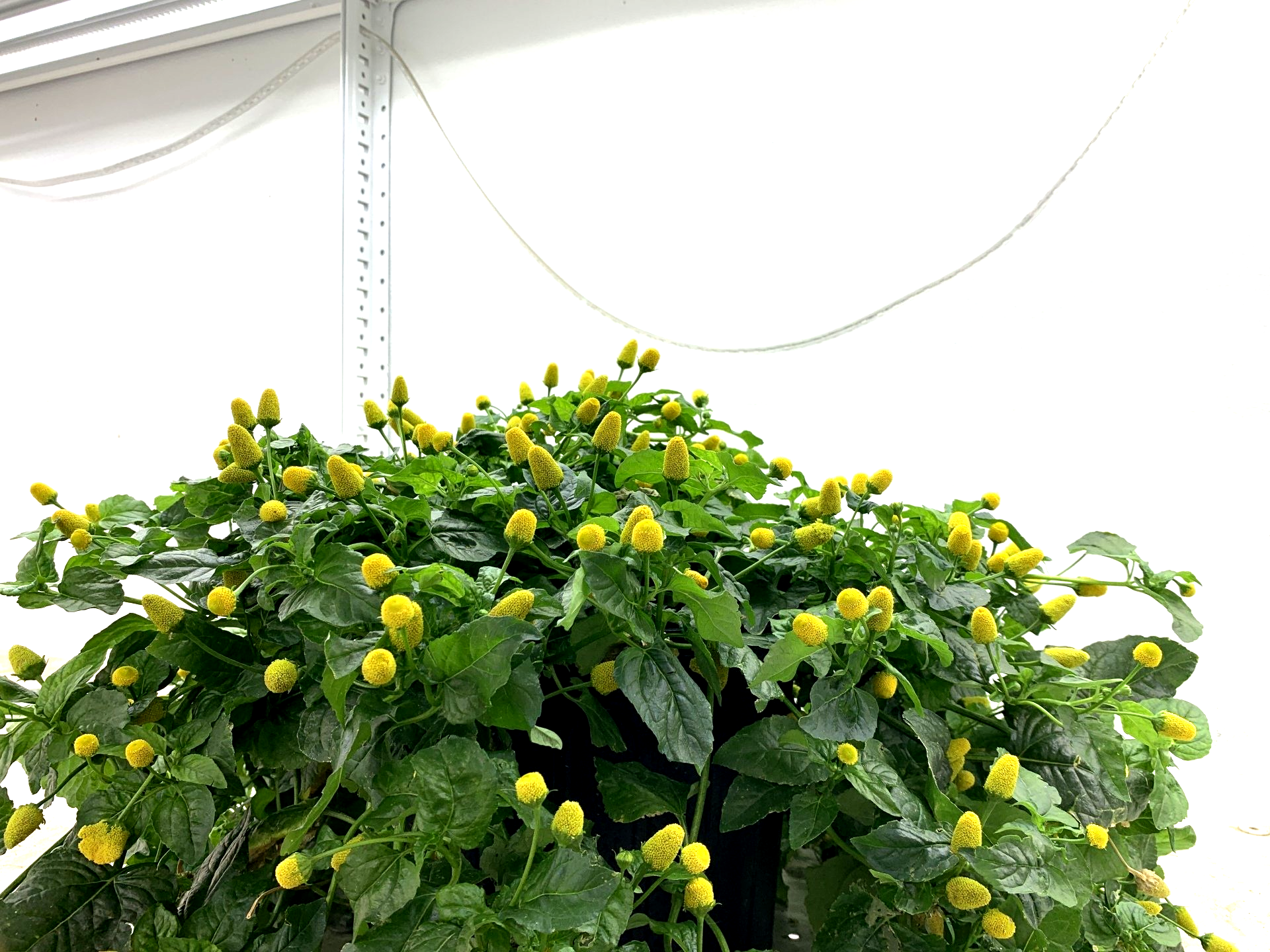 Lush green shrub covered with small yellow flowers against a white background