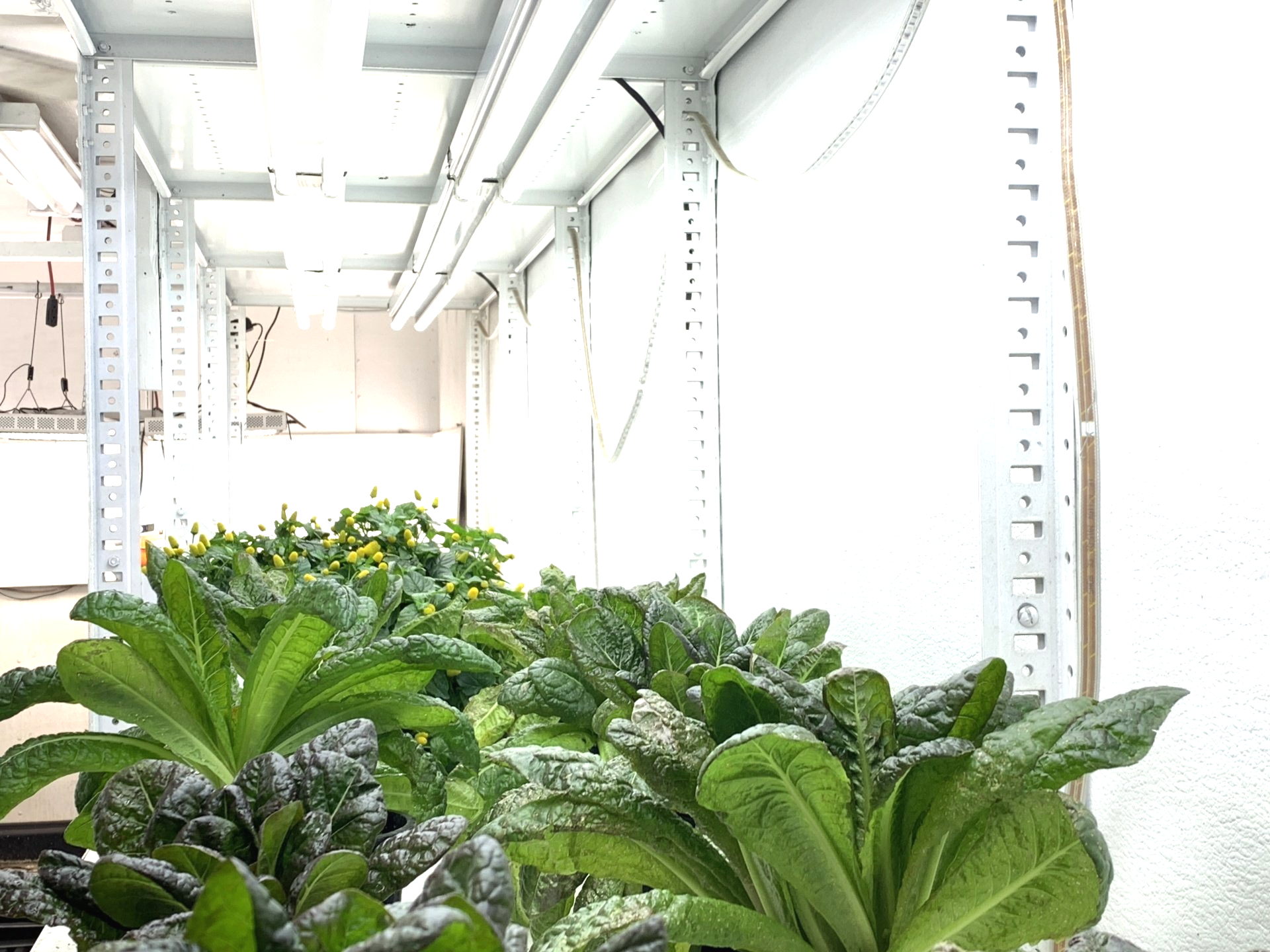 Rows of leafy green plants growing indoors under bright greenhouse lights