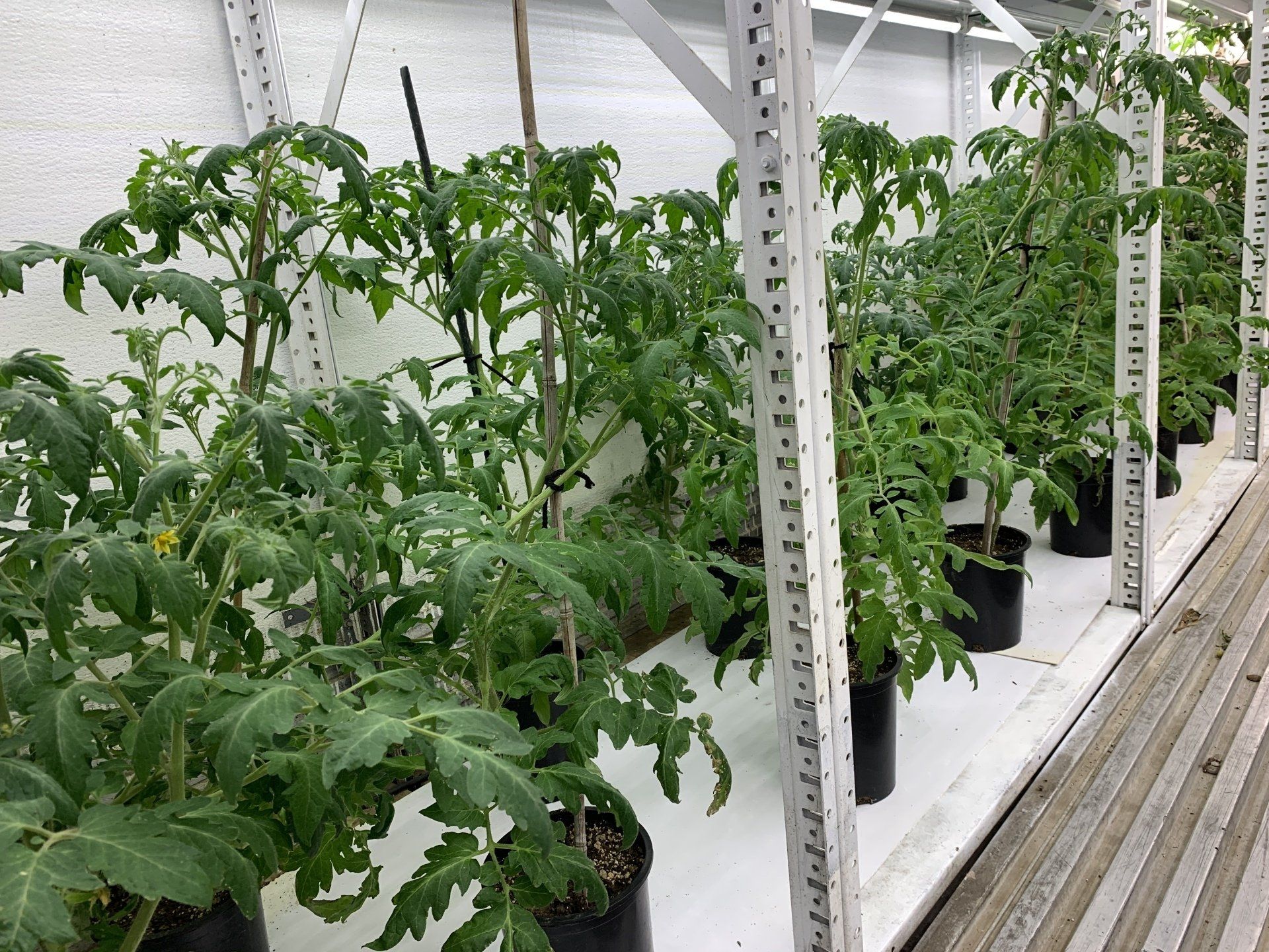 Green tomato plants growing in rows inside a bright greenhouse on white supports