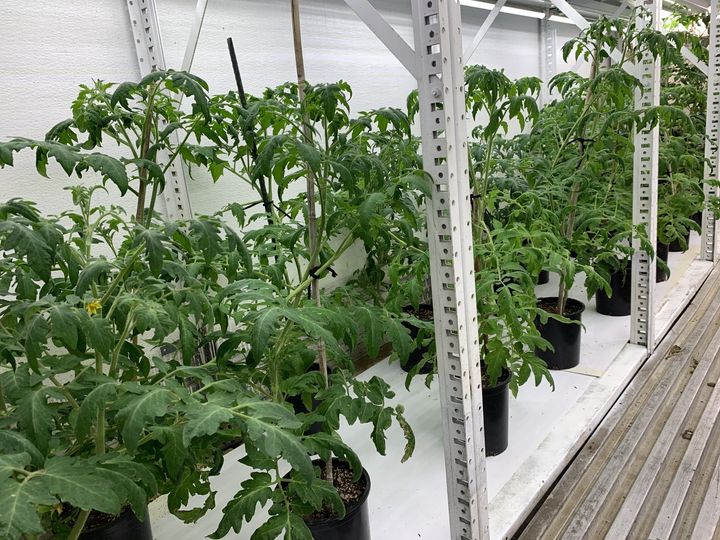 Rows of tomato plants growing in a greenhouse with white support posts and black pots