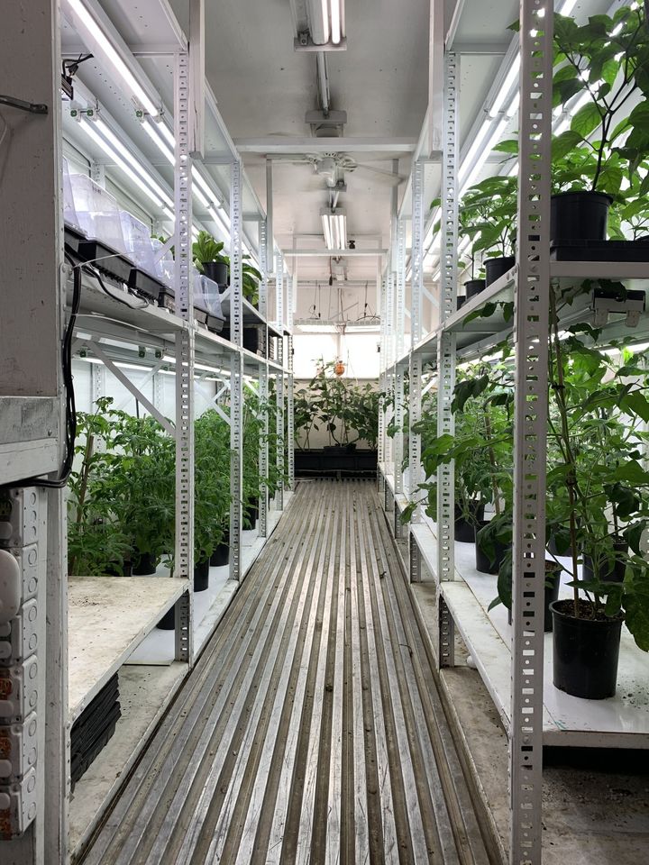 Indoor plant nursery aisle with rows of potted green plants on metal shelves and a ribbed walkway Solar farm inside