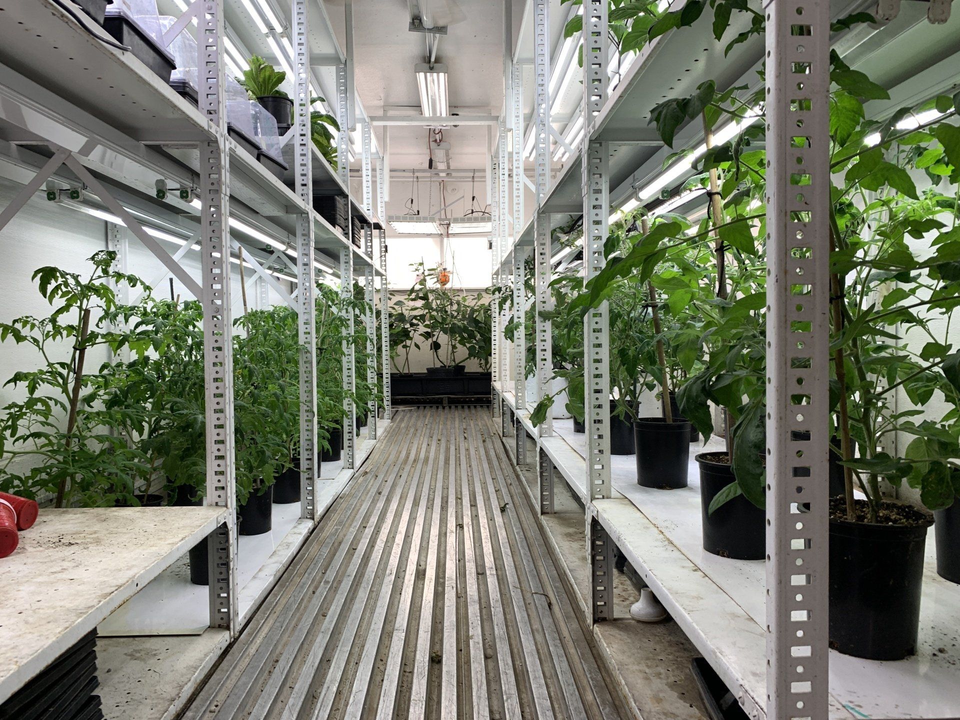 Indoor greenhouse aisle with rows of potted plants on metal shelves and a grated walkway