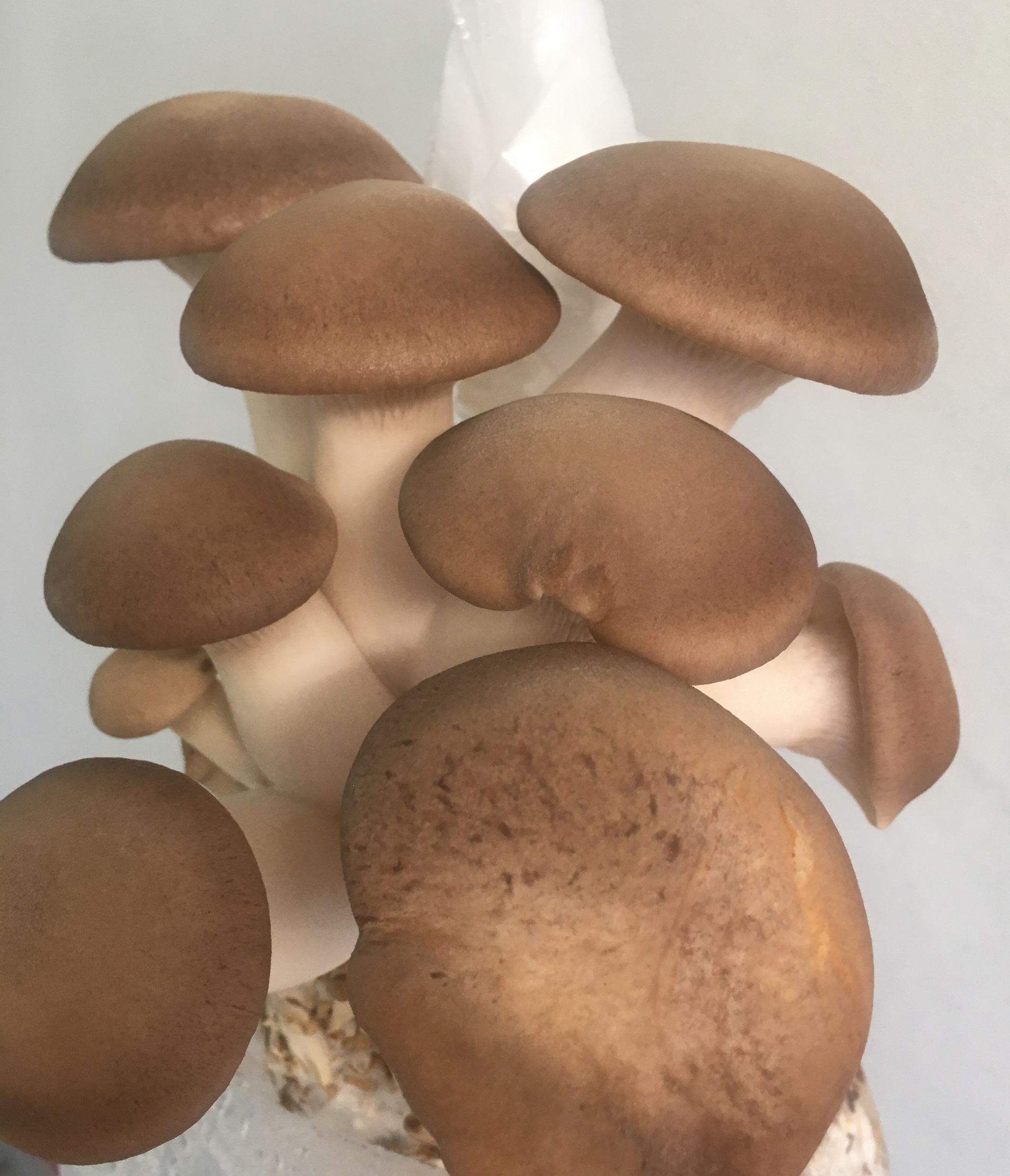 Cluster of brown oyster mushrooms with pale stems on a white background