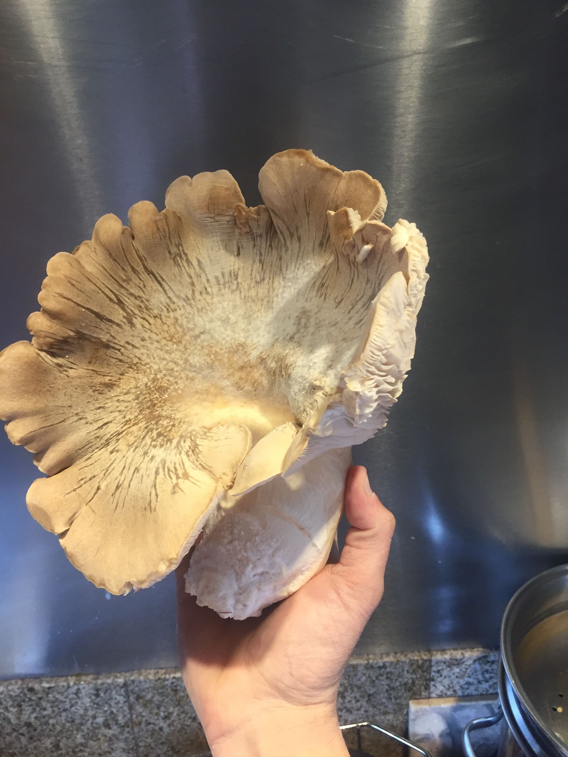 Large beige mushroom cluster held in a hand against a dark kitchen background