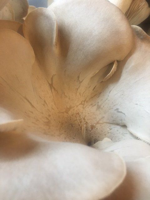 Close-up of a white flower blossom with soft petals and a pale center