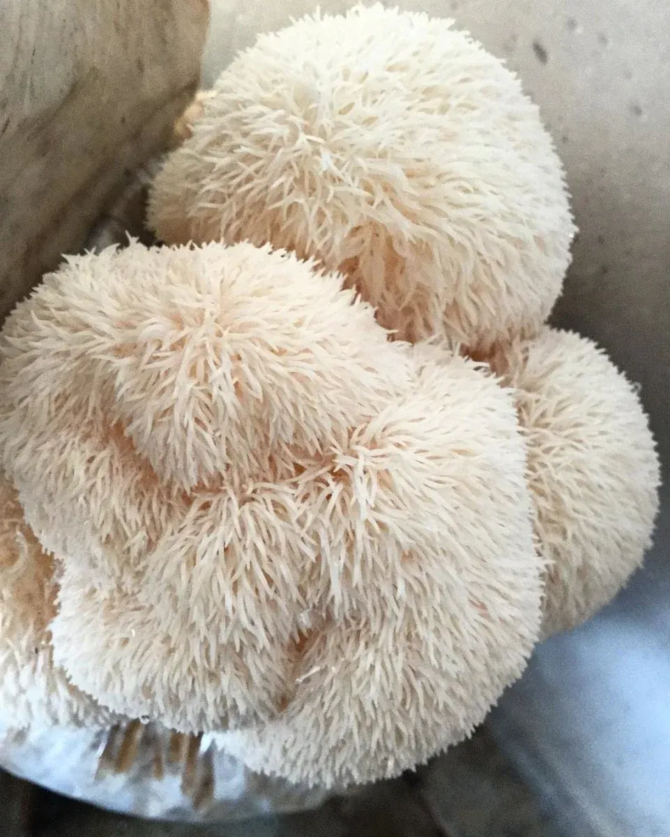 Three fluffy white mushrooms clustered together in a container