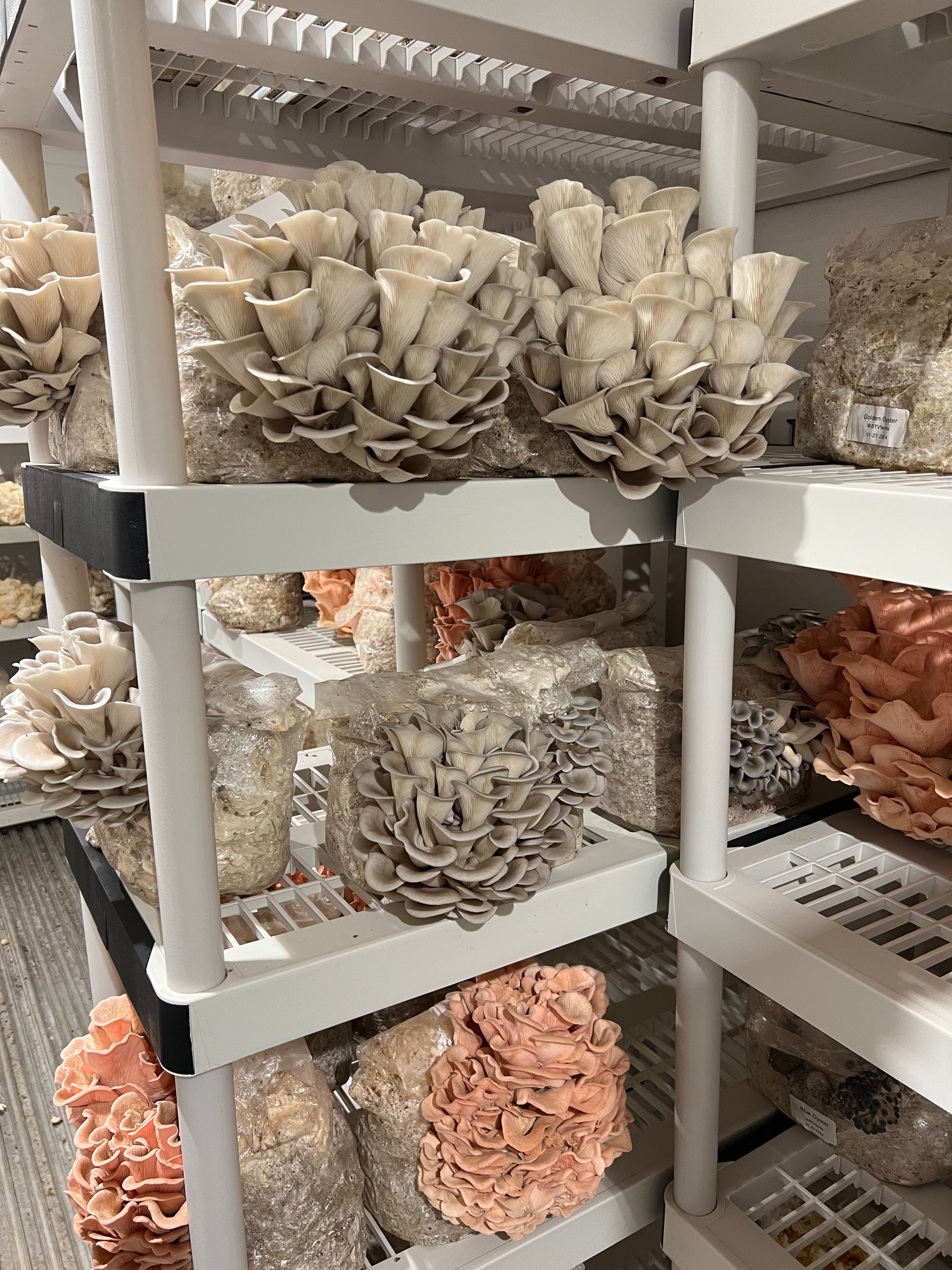 Shelves stacked with beige and coral dried flowers in a storage room