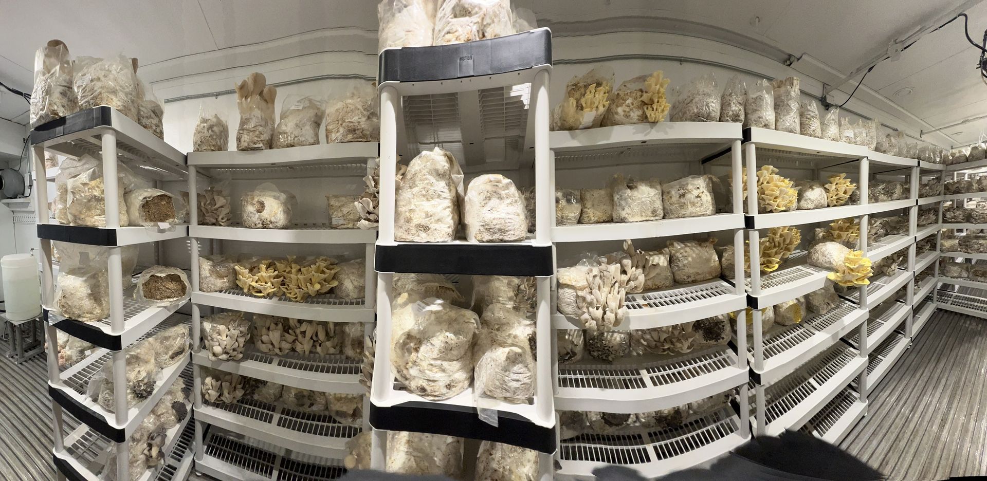Mushrooms growing on stacked plastic shelves in a sterile indoor cultivation room