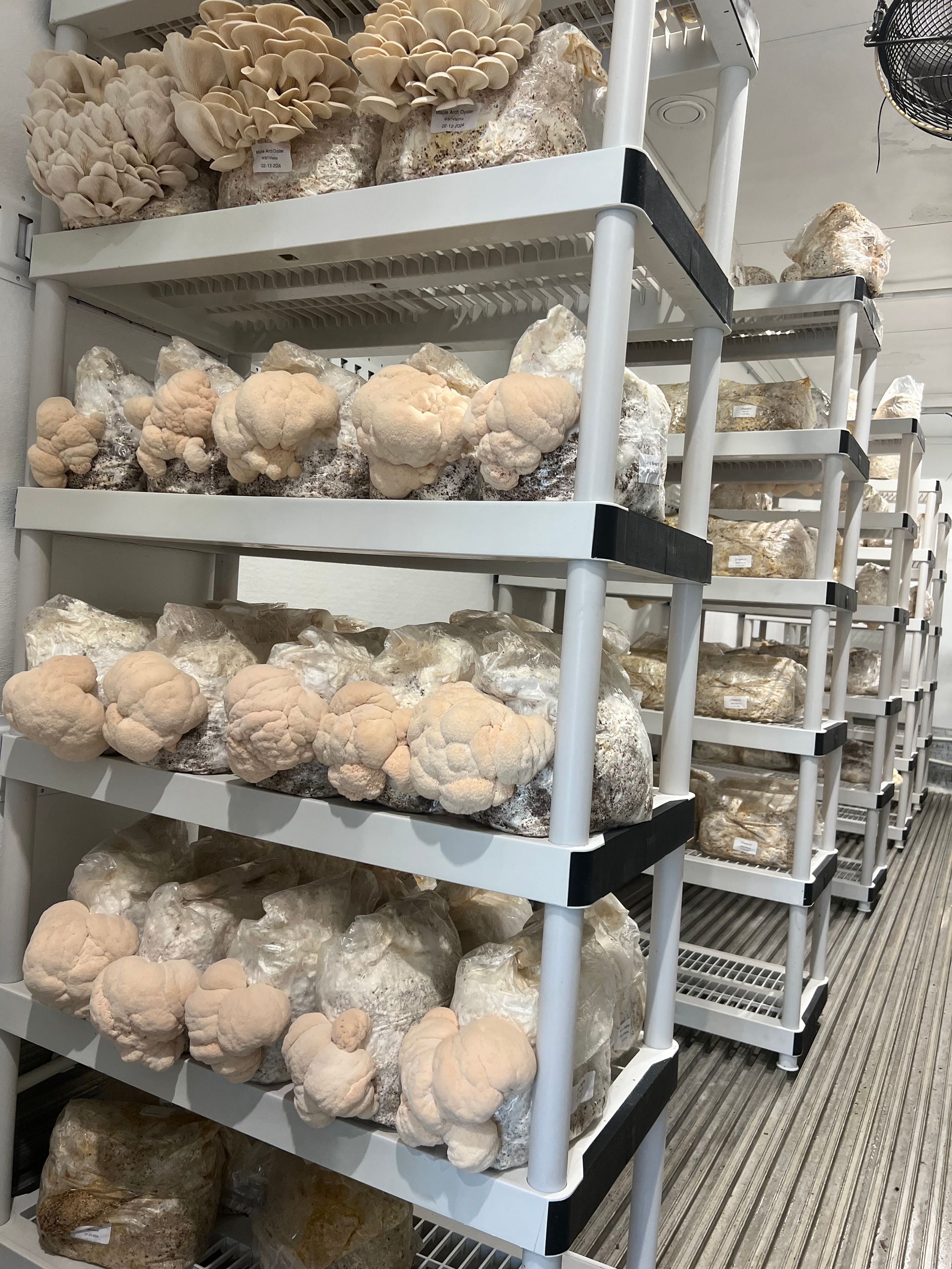 Rows of pale coral mushrooms growing on metal racks in a cultivation room