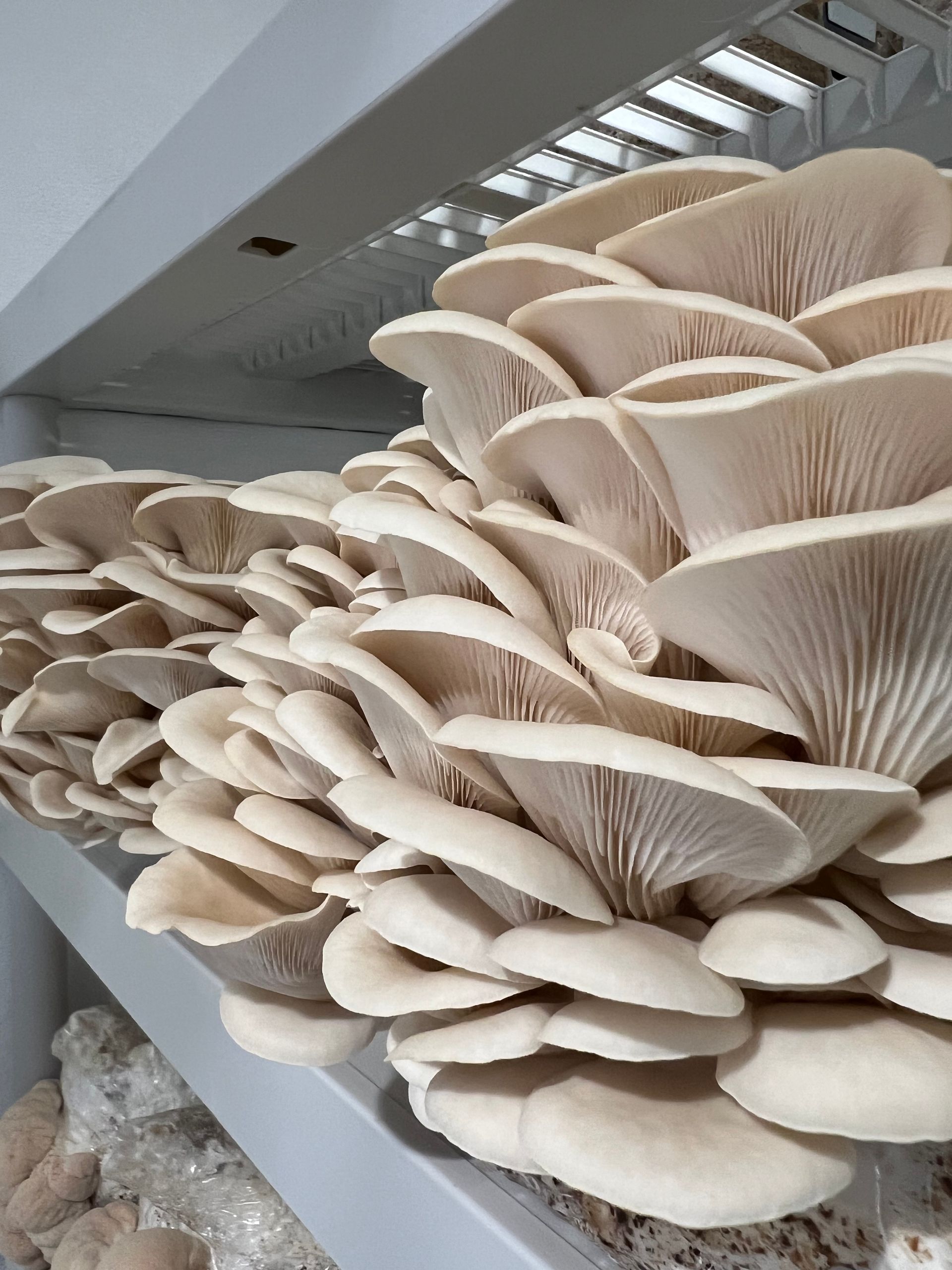 Cluster of beige oyster mushrooms growing indoors under a shelf.