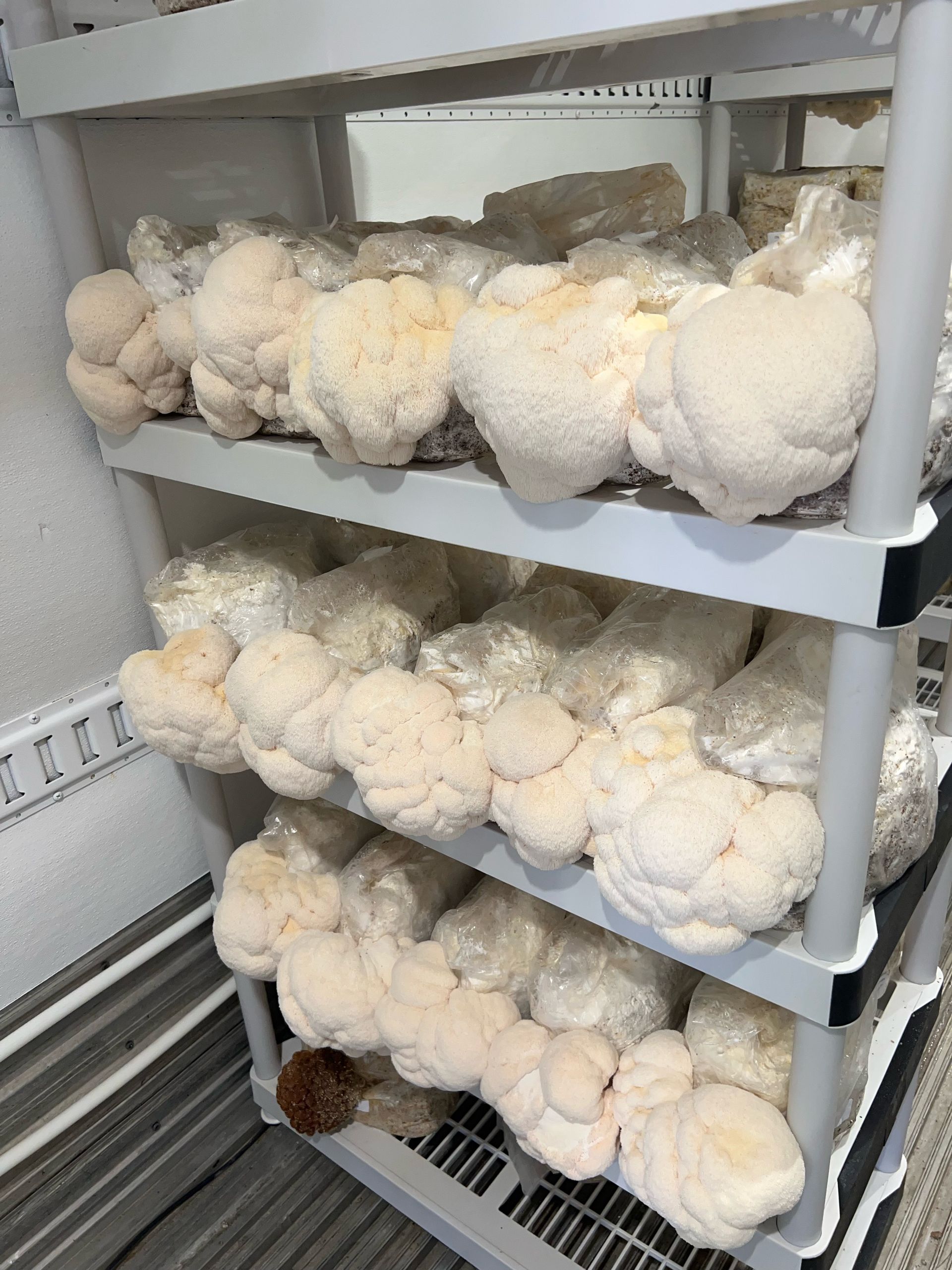 Shelves of white cauliflower heads stored in a refrigerator or produce cooler