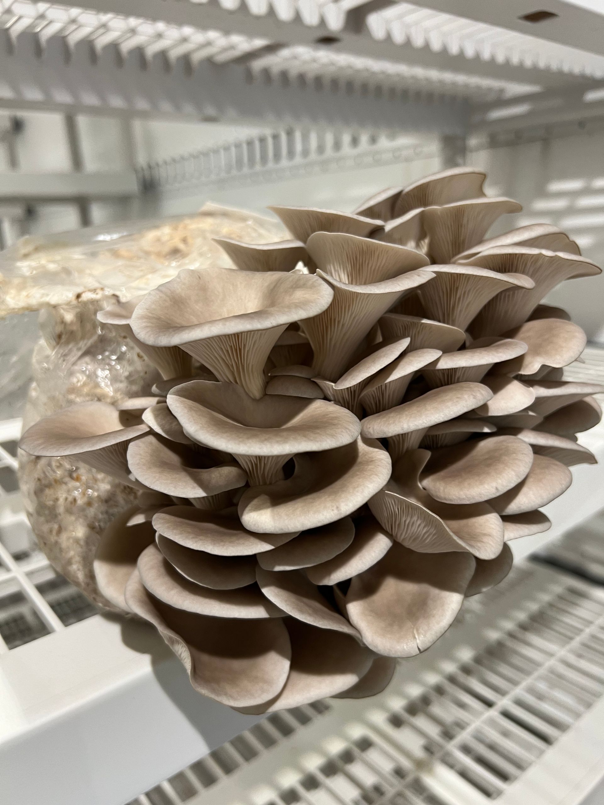 Cluster of brown oyster mushrooms growing on a shelf in a greenhouse or indoor farm