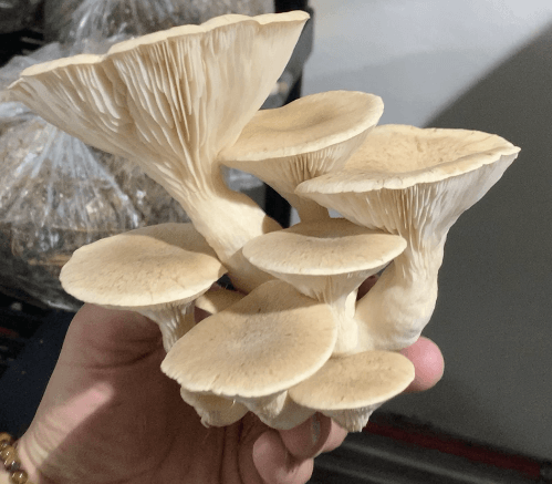 Hand holding a cluster of cream-colored oyster mushrooms indoors