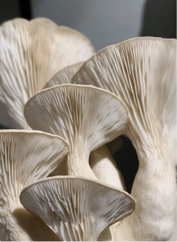 Cluster of pale oyster mushrooms with layered, fan-shaped caps and gills in close-up.