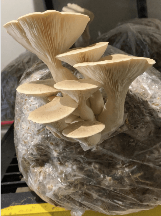 Cluster of beige oyster mushrooms growing from a plastic bag on a dark surface