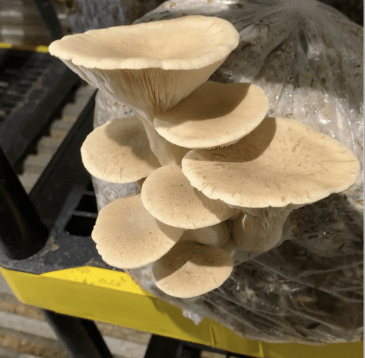 Cluster of white oyster mushrooms growing from a plastic substrate block on a shelf.
