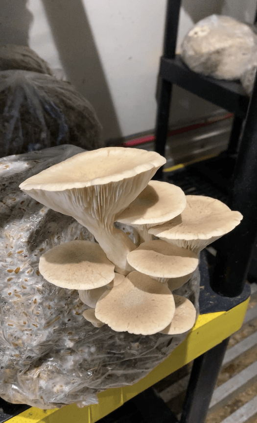 Cluster of cream-colored oyster mushrooms growing from a block in a shelving unit