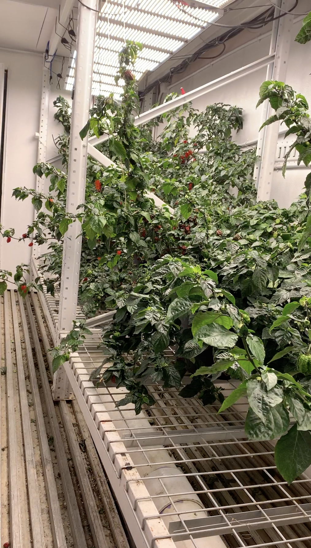Green plants growing on metal shelving in an indoor greenhouse corridor