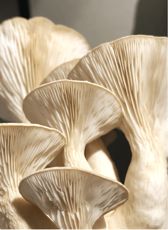 Cream-colored oyster mushrooms with layered gills in soft close-up.