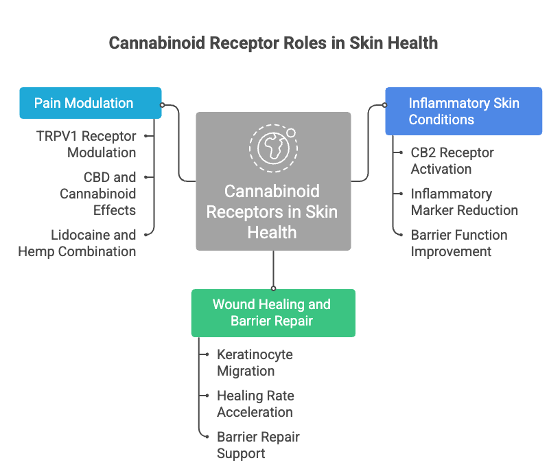 Diagram of cannabinoid receptor roles in skin health, with pain modulation, wound healing, and inflammation sections.