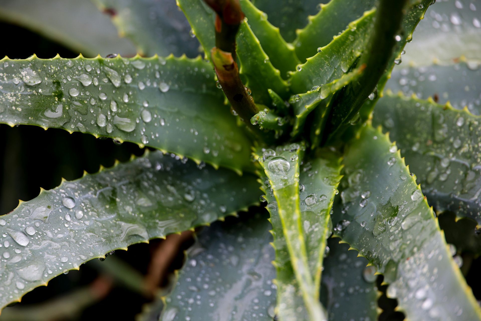 Close-up of a green aloe plant with water droplets on its spiky leaves